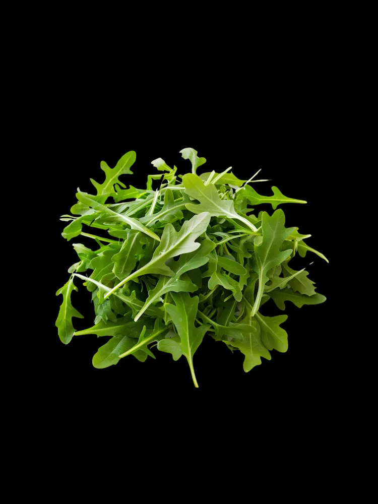 Rucola