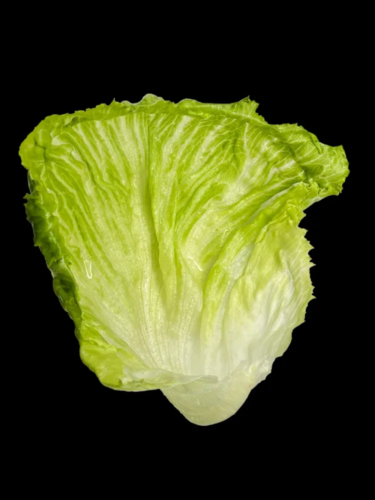 Im Salatblatt